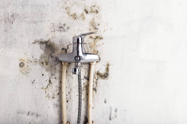 Office Mold Removal Services in Newport, WA