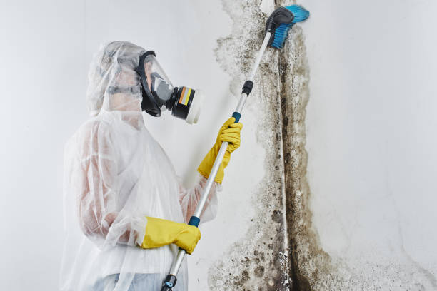Best Mold Removal Process  in Newport, WA
