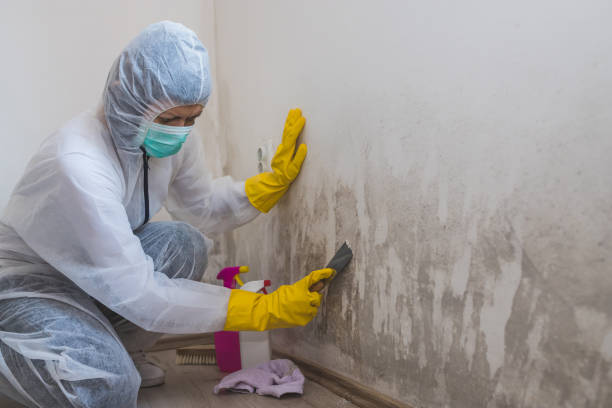 Best Local Mold Removal Service  in Newport, WA