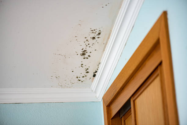 Best Mold Cleaning Services  in Newport, WA