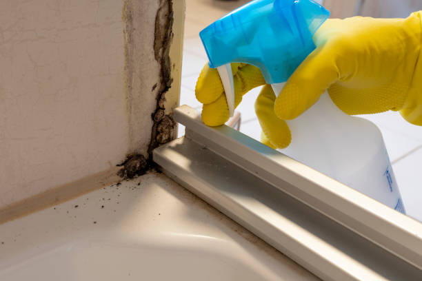 Mold Removal Process in Newport, WA