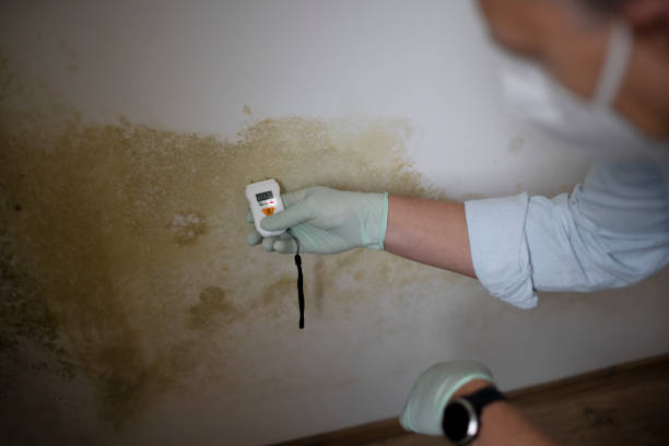 Best Office Mold Removal Services  in Newport, WA