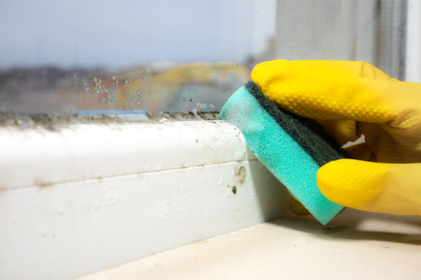 Best Fast Mold Removal  in Newport, WA