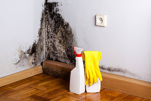 Best Emergency Mold Removal  in Newport, WA