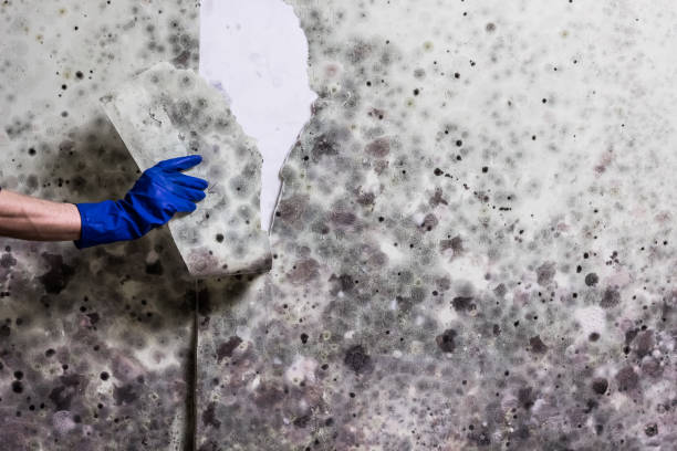 Professional Mold Removal in Newport, WA