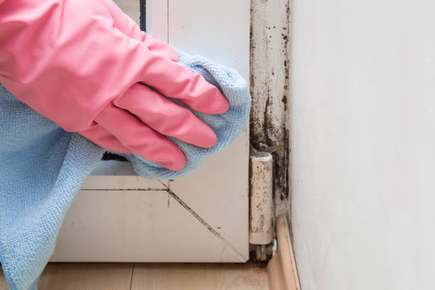 Best Affordable Mold Removal  in Newport, WA