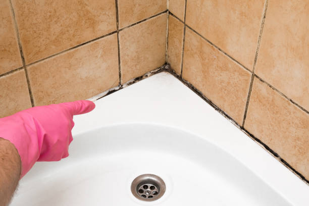 Best Mold Remediation Experts  in Newport, WA